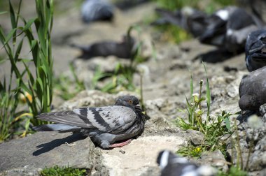 ilginç güvercinler