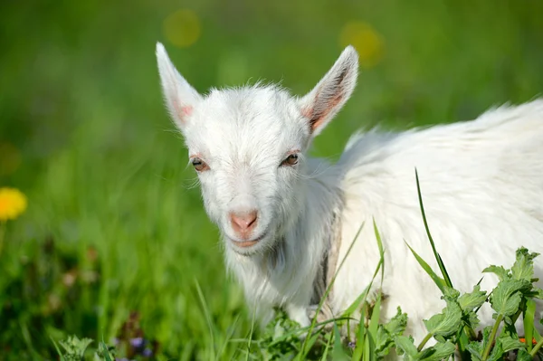 Divertente bambino bianco di capra sull'erba verde — Foto Stock