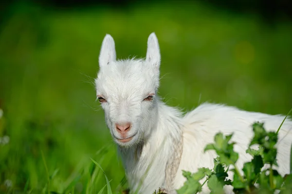 Divertente bambino bianco di capra sull'erba verde — Foto Stock