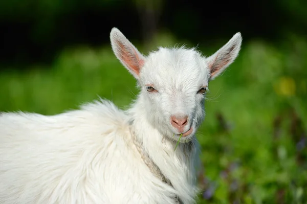 Engraçado bebê branco de cabra na grama verde — Fotografia de Stock