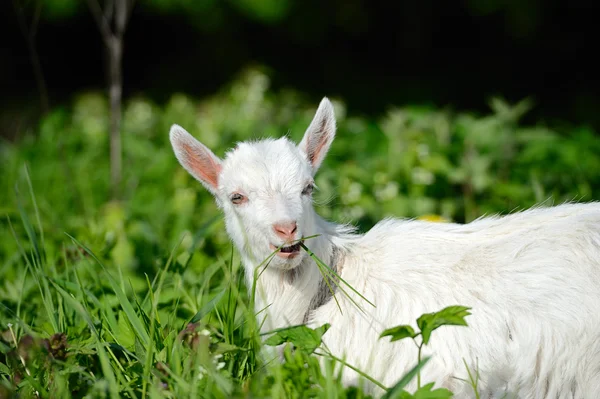 Divertente bambino bianco di capra sull'erba verde — Foto Stock