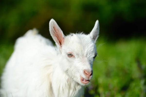 Engraçado bebê branco de cabra na grama verde — Fotografia de Stock