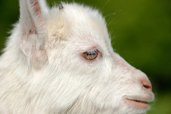 Bébé blanc drôle de chèvre sur l'herbe verte — Photo