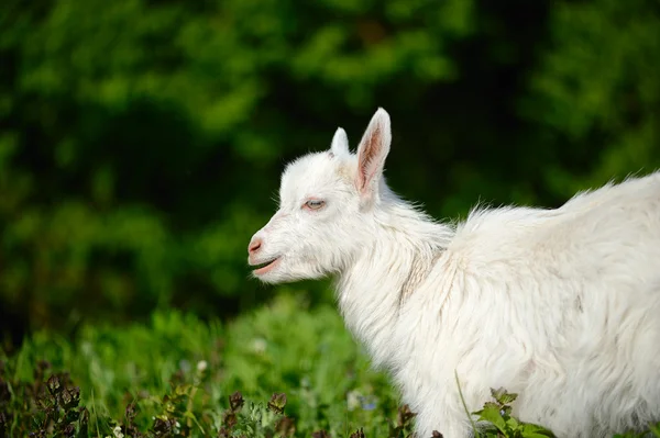 Bébé blanc drôle de chèvre sur l'herbe verte — Photo