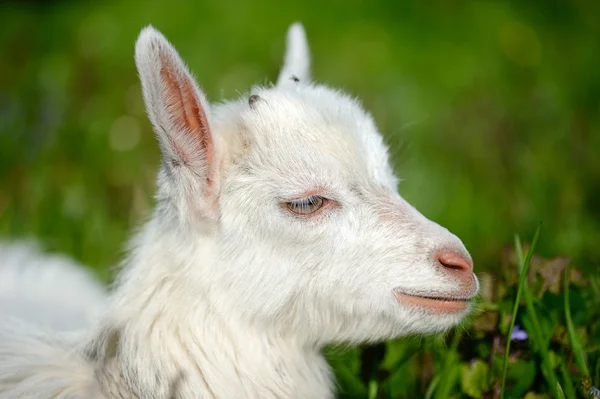 Bébé blanc drôle de chèvre sur l'herbe verte — Photo