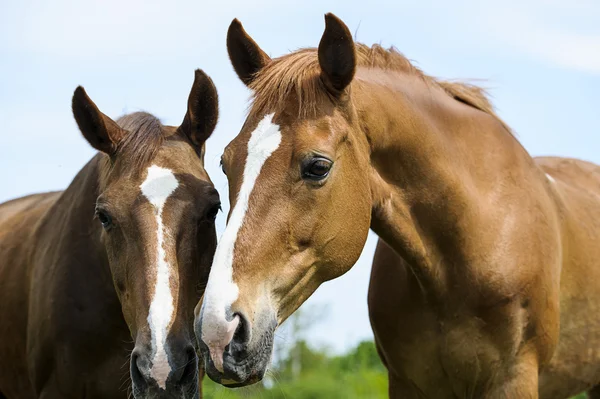 at çayırda. yaz günü