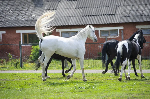 Cavalli nel campo — Foto Stock