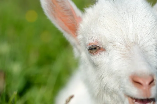 Divertente bambino bianco di capra sull'erba verde — Foto Stock