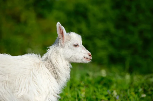 Engraçado bebê branco de cabra na grama verde — Fotografia de Stock