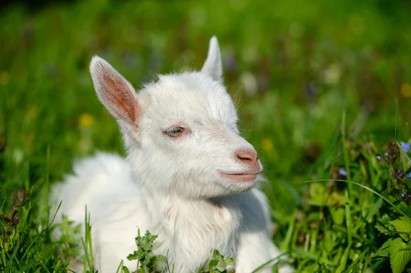 Komik beyaz bebek keçi yeşil çimenlerin üzerinde — Stok fotoğraf