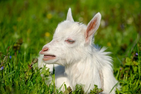 푸른 잔디에 염소의 재미 있는 백인 아기 — 스톡 사진