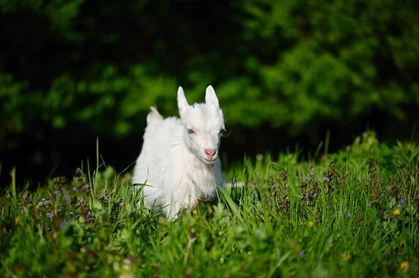 Vicces fehér baba kecske a zöld fűben — Stock Fotó