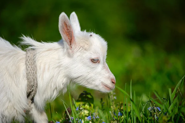 Divertido bebé blanco de cabra en la hierba verde — Foto de Stock