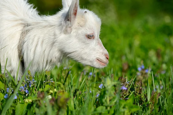 Смешной белый козленок на зеленой траве — стоковое фото