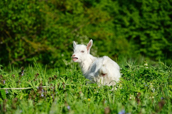 Bébé blanc drôle de chèvre sur l'herbe verte — Photo