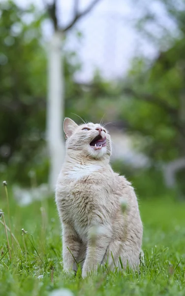 Смешной кот на зеленой траве — стоковое фото