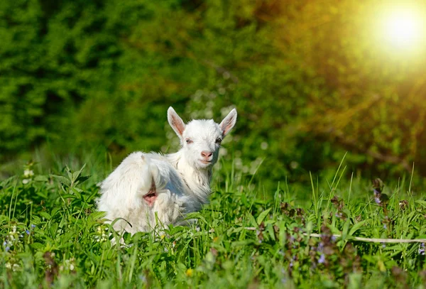 Bébé blanc drôle de chèvre sur l'herbe verte — Photo