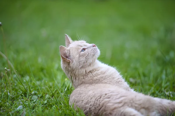 Grappige kat op het groene gras — Stockfoto