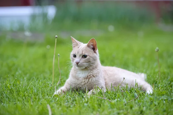 Gato engraçado na grama verde — Fotografia de Stock