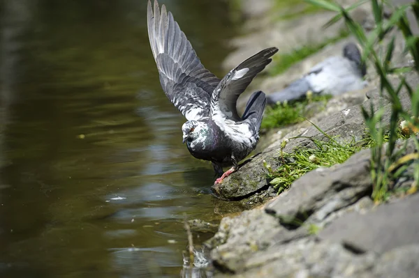 Curious pigeons — Stock Photo, Image