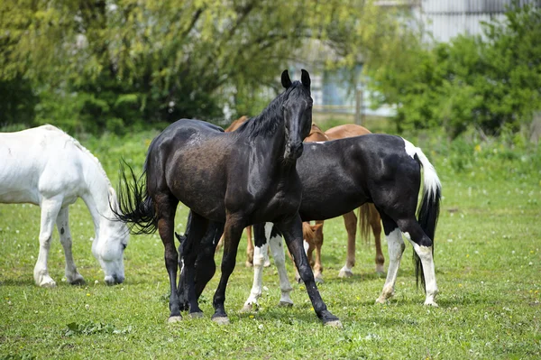 Horses in meadow — Stock Photo, Image