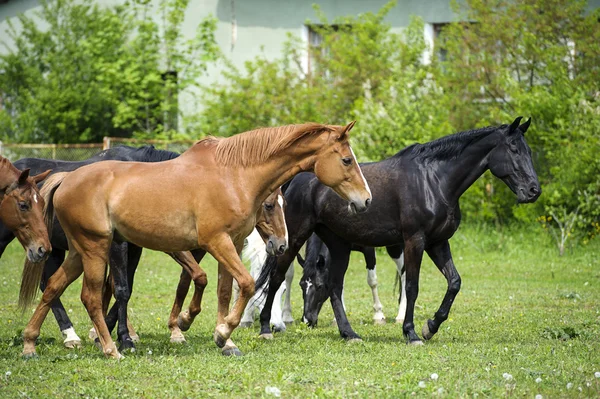 Hästar i äng — Stockfoto