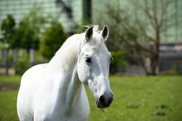 Pferde auf der Weide — Stockfoto