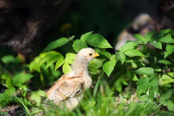 Petit poulet sur l'herbe — Photo