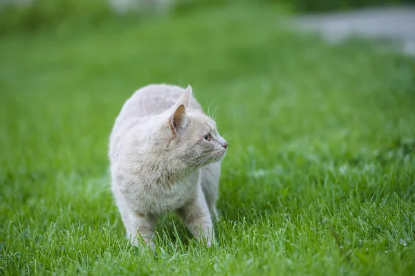Gato engraçado na grama verde — Fotografia de Stock