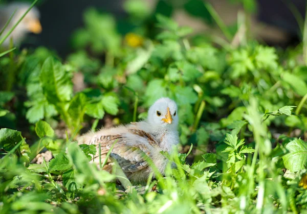 草の上の小さな鶏 — ストック写真