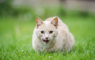 kedi çimenlerin üzerinde