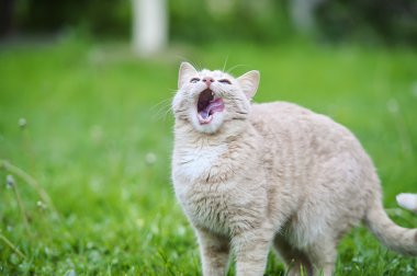 kedi çimenlerin üzerinde