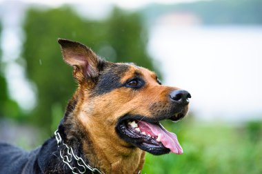 köpek çimlerin üzerine