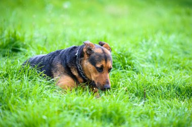 köpek çimlerin üzerine