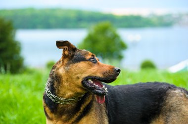 köpek çimlerin üzerine
