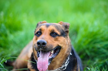 köpek çimlerin üzerine