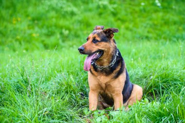 köpek çimlerin üzerine