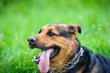 köpek çimlerin üzerine