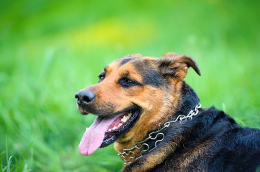 köpek çimlerin üzerine