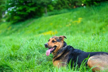 köpek çimlerin üzerine