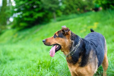 köpek çimlerin üzerine