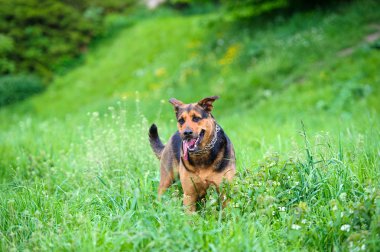 köpek çimlerin üzerine