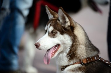 Sibirya Husky köpeği