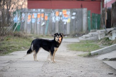 evsiz köpek
