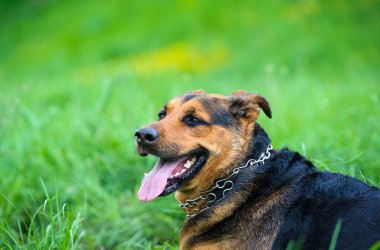 köpek çimlerin üzerine