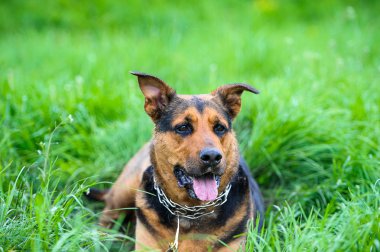 köpek çimlerin üzerine