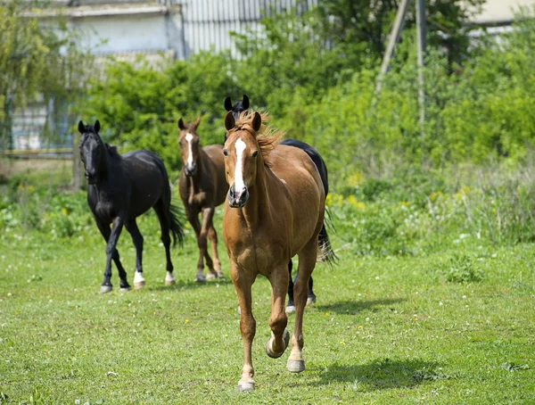 牧草地の馬 — ストック写真