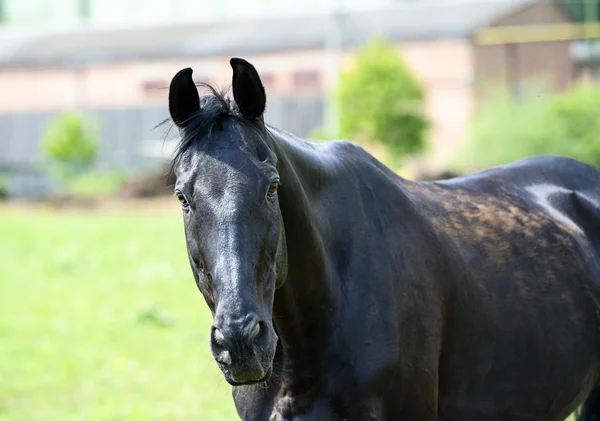 Horse in meadow — Stock Photo, Image