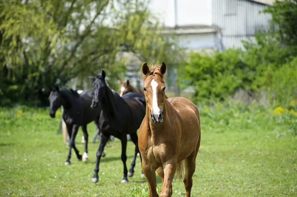 Pferde auf der Weide — Stockfoto