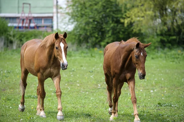 Caballos en el prado —  Fotos de Stock